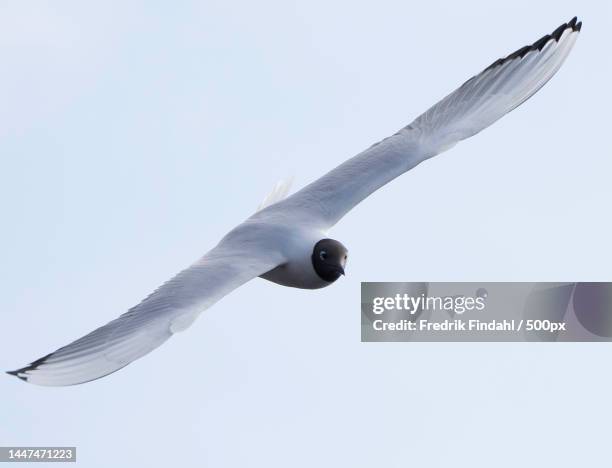 low angle view of seagull flying against clear sky - vår fotografías e imágenes de stock