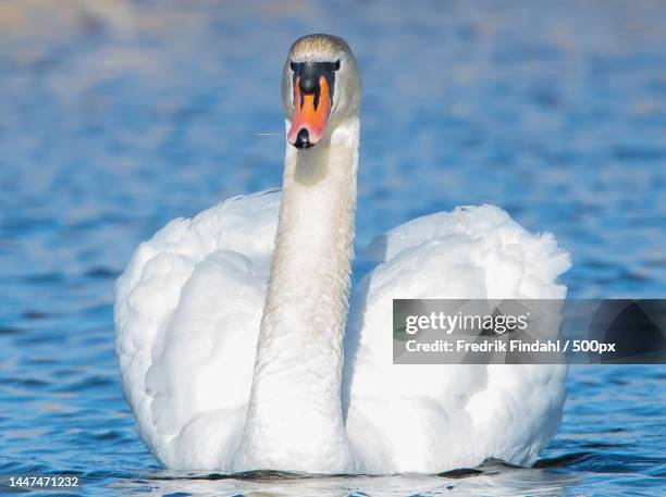 close-up of mute whooper swan swimming in lake - vår stockfoto's en -beelden