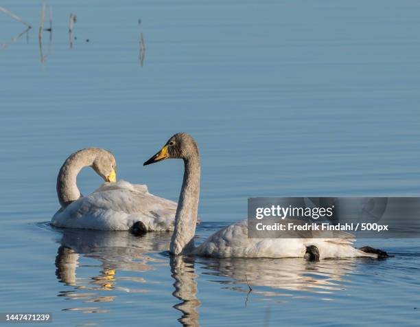 two swans swimming in lake - vår stockfoto's en -beelden