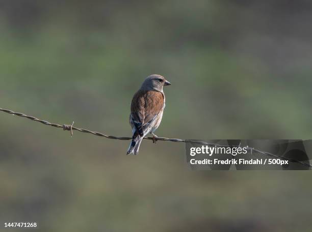 close-up of songbird perching on cable - sommar - fotografias e filmes do acervo