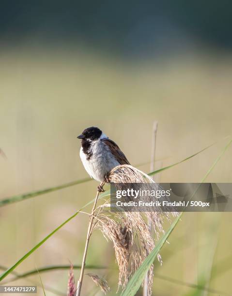 close-up of songbird perching on plant,sweden - sommar - fotografias e filmes do acervo