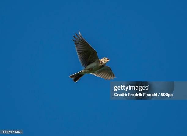 low angle view of songswallow flying against clear blue sky - sommar - fotografias e filmes do acervo