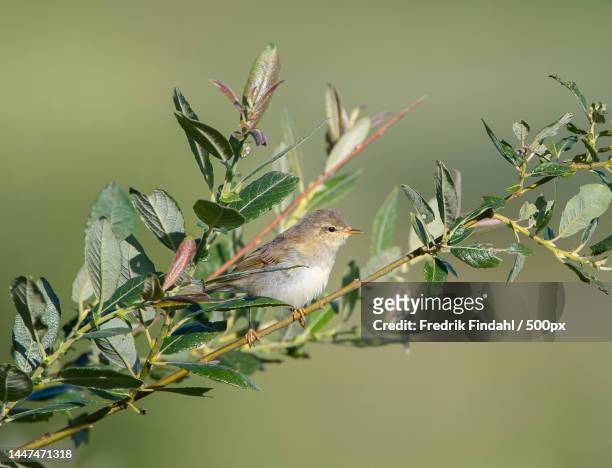 close-up of warbler perching on plant - sommar - fotografias e filmes do acervo
