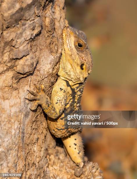 close-up of bearded dragon on rock - bearded dragon stock pictures, royalty-free photos & images