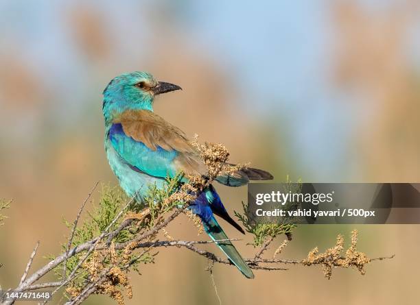 close-up of lilac perching on branch,cyprus - rake stock-fotos und bilder