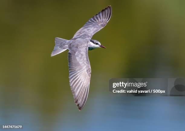 close-up of tern flying over lake,cyprus - tern stock pictures, royalty-free photos & images