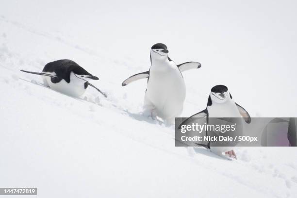 three chinstrap penguins slide down snowy slope - pinguim da antártica - fotografias e filmes do acervo