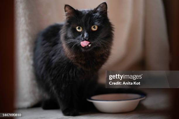 the cat licks itself after a meal - cat food stock-fotos und bilder