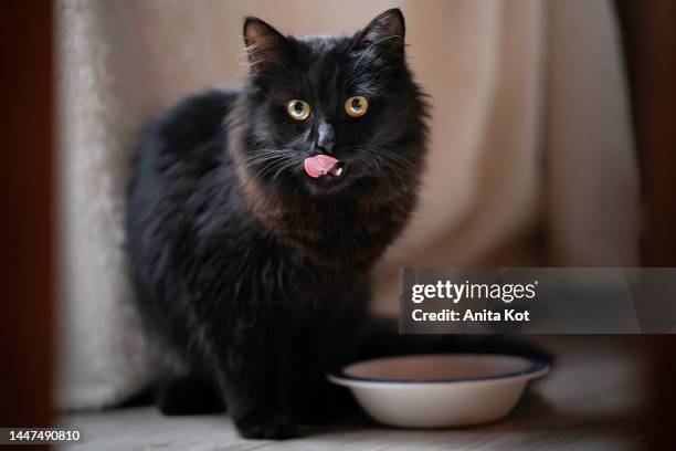 the cat licks itself after a meal - feet lick stockfoto's en -beelden