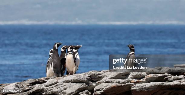 five magellanic penguins looking at one other. - penguin south america stock pictures, royalty-free photos & images