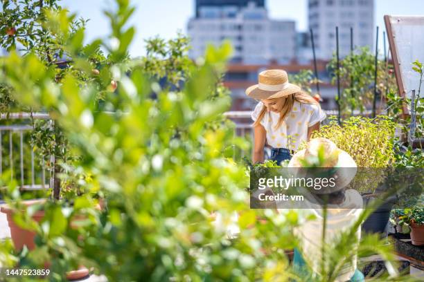 zwei frauen gärtnern auf einer dachgartenterrasse - urban gardening stock-fotos und bilder