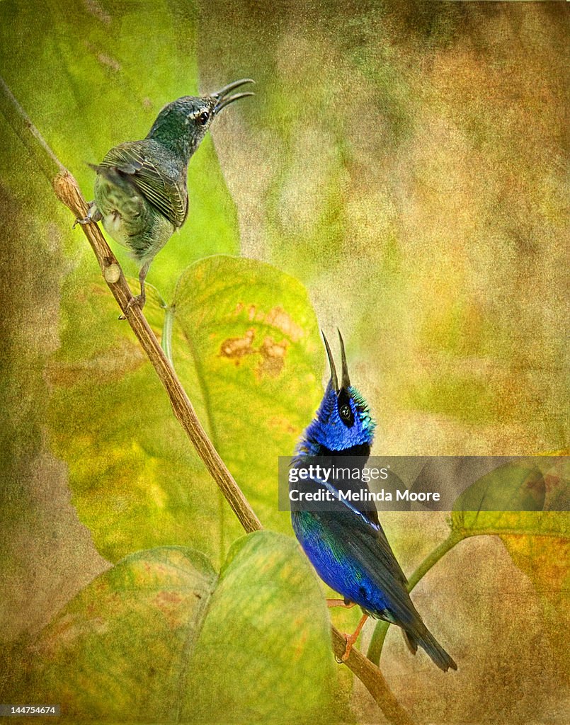Red legged honeycreeper pair