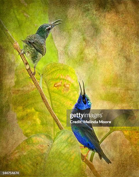 red legged honeycreeper pair - red legged honeycreeper stock illustrations