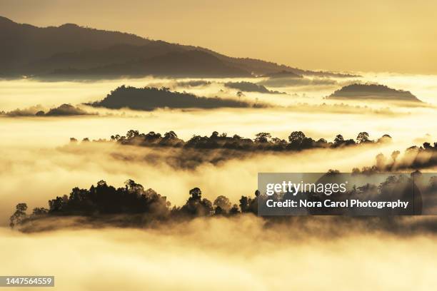 mist and low cloud hanging over lowland dipterocarp rain forest in danum valley - borneo rainforest stock pictures, royalty-free photos & images