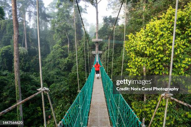 rear view of woman at tree top canopy in danum valley rain forest - danum valley stock-fotos und bilder