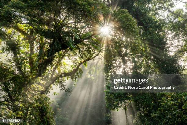 sunbeam in tropical rain forest in danum valley - borneo rainforest stock pictures, royalty-free photos & images