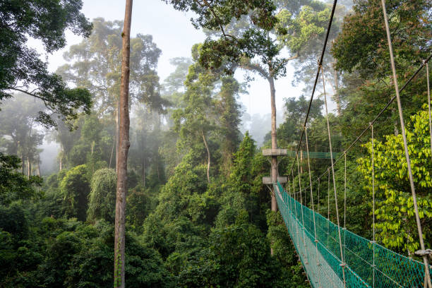 Tropical Rin 3,184 Tropical Rain Forests Stock Photos, High-Res Pictures, and Images ...