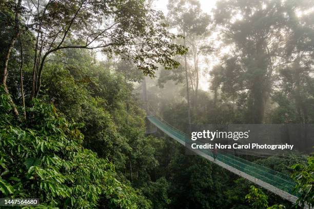 misty morning at primary jungle danum valley jungle - borneo stock-fotos und bilder