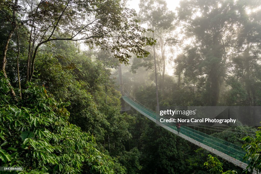 Misty Morning at Primary Jungle Danum Valley Jungle