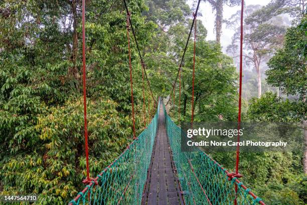 Tropical Rainforest Rope Bridge Photos and Premium High Res Pictures ...
