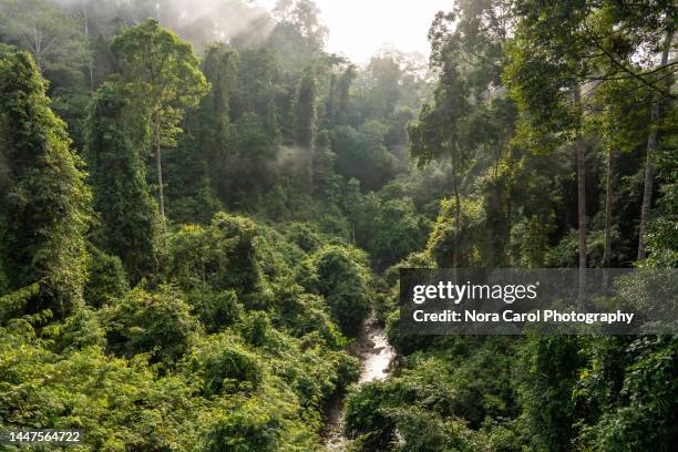 view of danum valley primary jungle in sabah borneo malaysia - tropischer regenwald stock-fotos und bilder