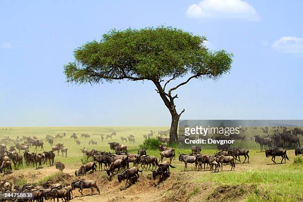 wildebeest - masai mara national reserve stock-fotos und bilder