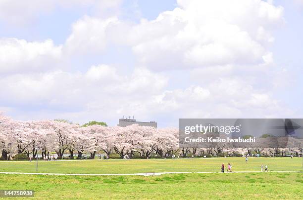 view of cheery blossom - cerisier photos et images de collection