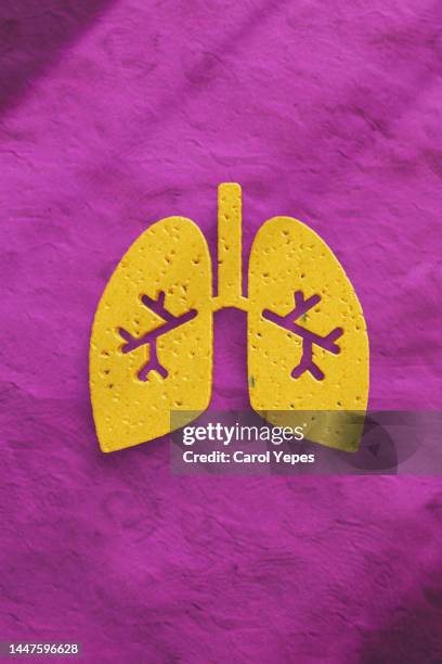 respiratory system.lungs - respiratory system stock-fotos und bilder