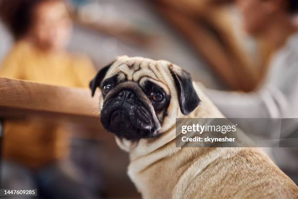 pug bonito em casa. - cute pug - fotografias e filmes do acervo