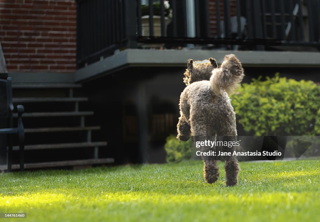Poodle running through grass