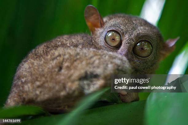 wild tarsier in bohol - tarsier stock-fotos und bilder