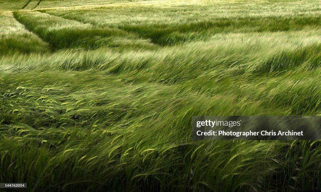 Wheat field