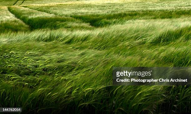 wheat field - green grass fotografías e imágenes de stock