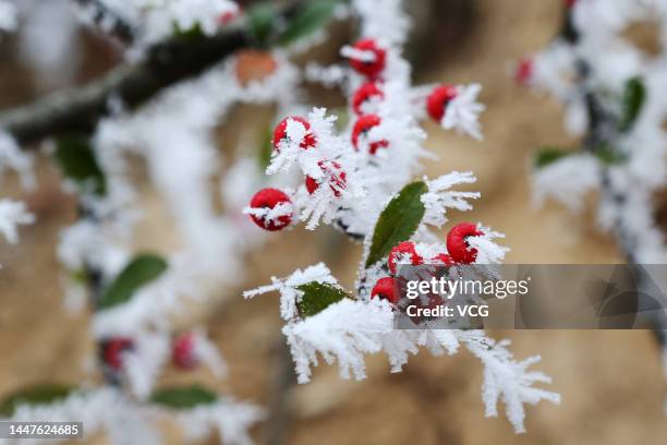 Rime-covered berries are seen in winter on December 2, 2022 in Chongqing, China.