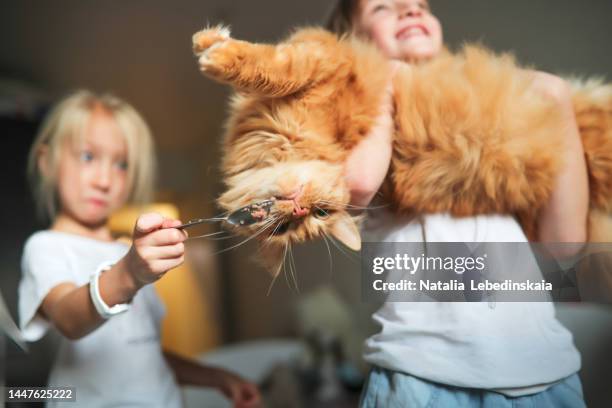 child feeding cat at home, funny sibling kids feeding fat red cat in their arms from spoon upside down. - sibling rivalry stock pictures, royalty-free photos & images