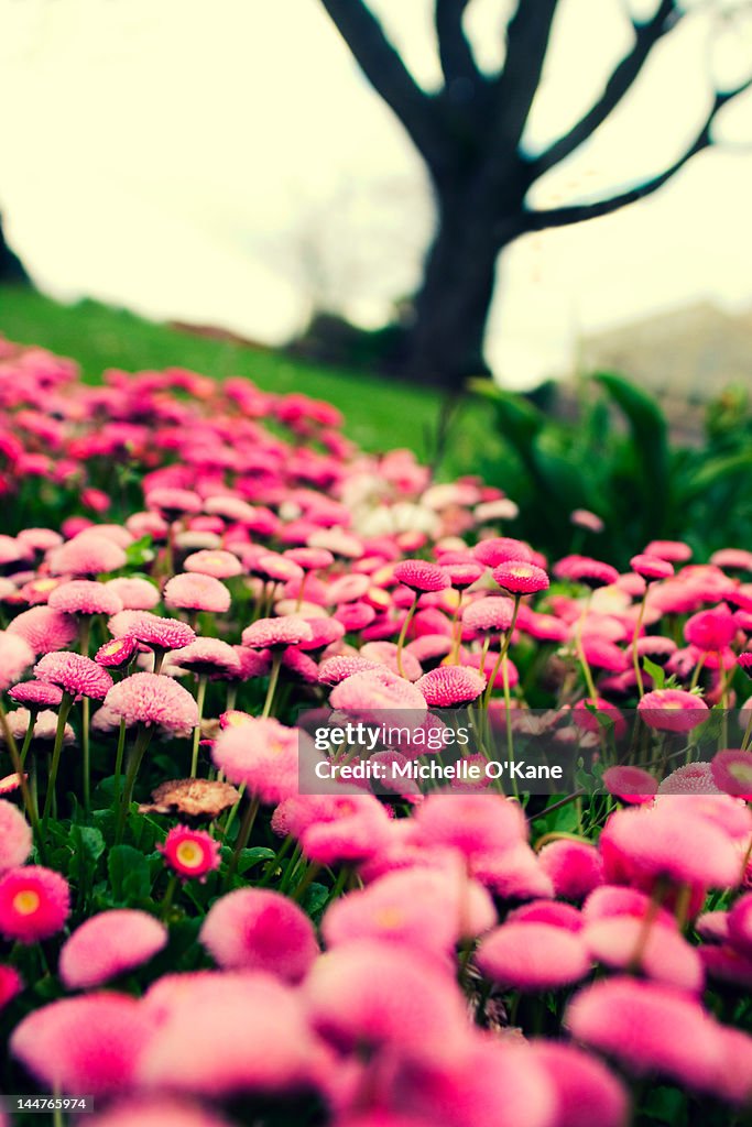 Pink flower in garden