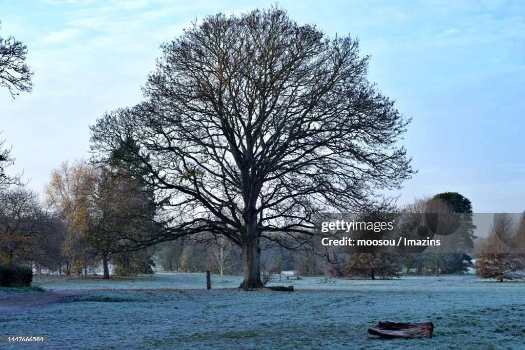 Winter (Nonsuch Park)