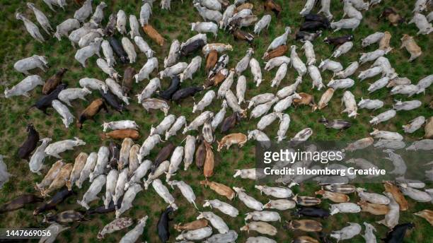 aerial view of cattle grazing on a farm - grass clearcut stock pictures, royalty-free photos & images