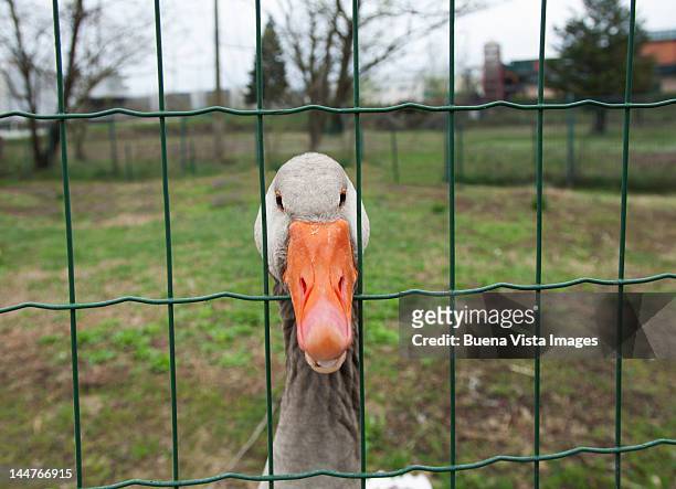 duck behind a fence - vista posterior stock-fotos und bilder
