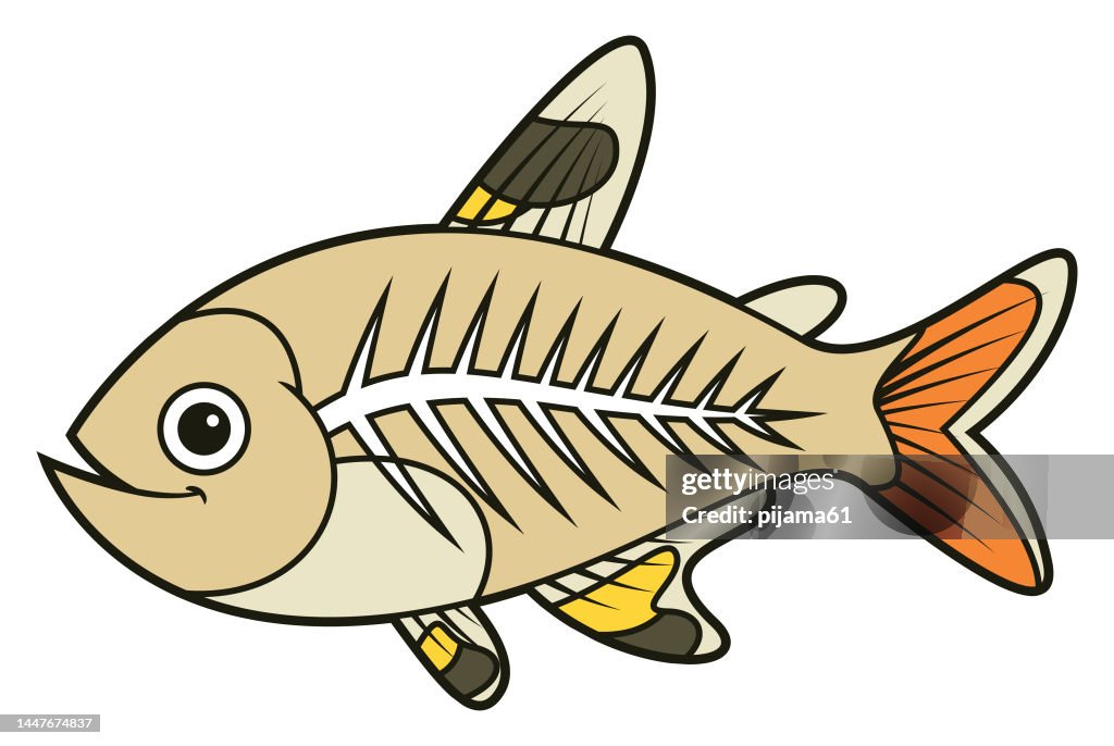 X Ray Fish Graphics Cute Xray Fish High-Res Vector Graphic - Getty Images
