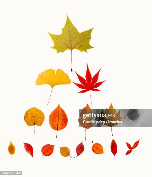 brown, blank, colorful, background, maple, sight mark, color, red - eye chart stock illustrations