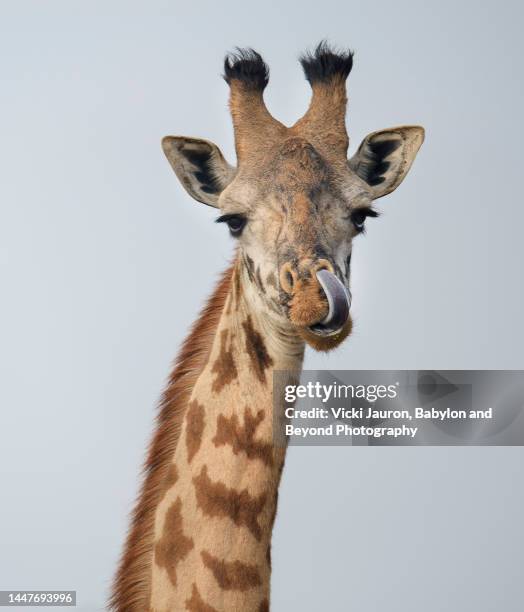 funny headshot of giraffe with tongue in nose at nairobi national park - picarse la nariz fotografías e imágenes de stock