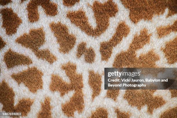 amazing close up of masai giraffe patterns in nairobi national park - animal markings bildbanksfoton och bilder