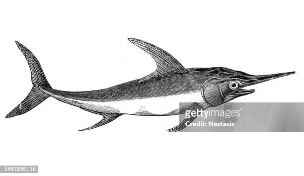 illustrazioni stock, clip art, cartoni animati e icone di tendenza di pesce spada (xiphias gladius - marlin