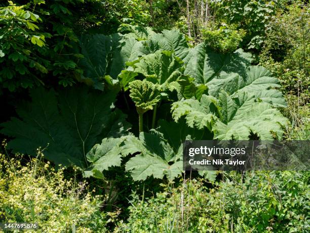 Gunnera Identification 117 Giant Gunnera Stock Photos, High-Res Pictures, and Images - Getty ...