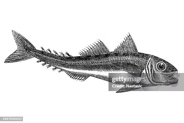 mackerel - mackerel stock illustrations