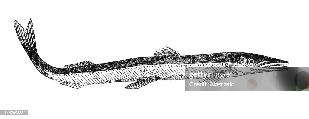 Barracudas