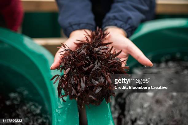 a clump of dulse seaweed - meeresalge stock-fotos und bilder