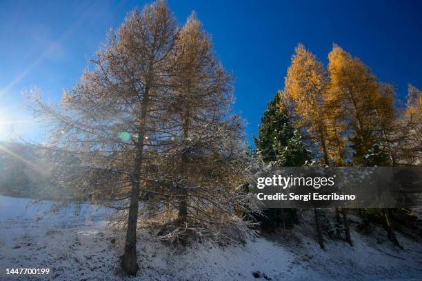 french eastern pyrenees - korktanne stock-fotos und bilder