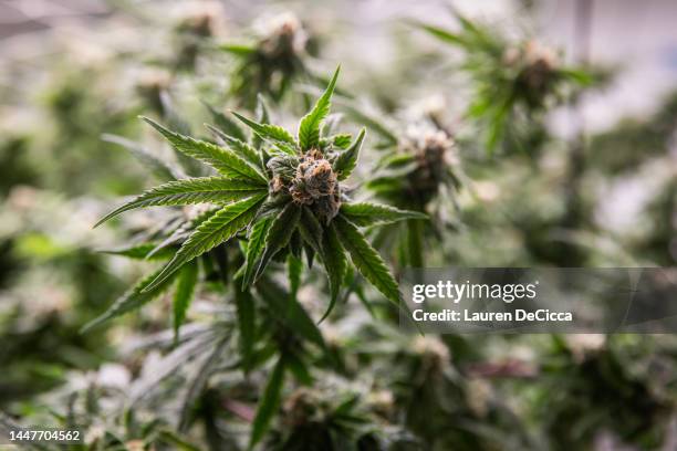 Marijuana plant is seen before harvest at an indoor greenhouse at Trio Herbal Farms on December 08, 2022 in Kanchanaburi, Thailand. Beginning as a...